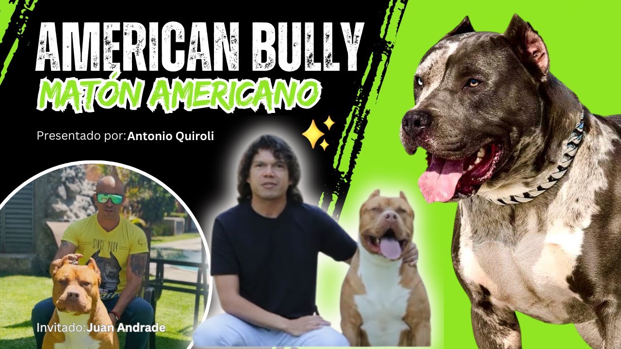 American Bully: Conociendo a fondo al Matón Americano | Los RecomendaDogs Temporada 2, Ep. 2