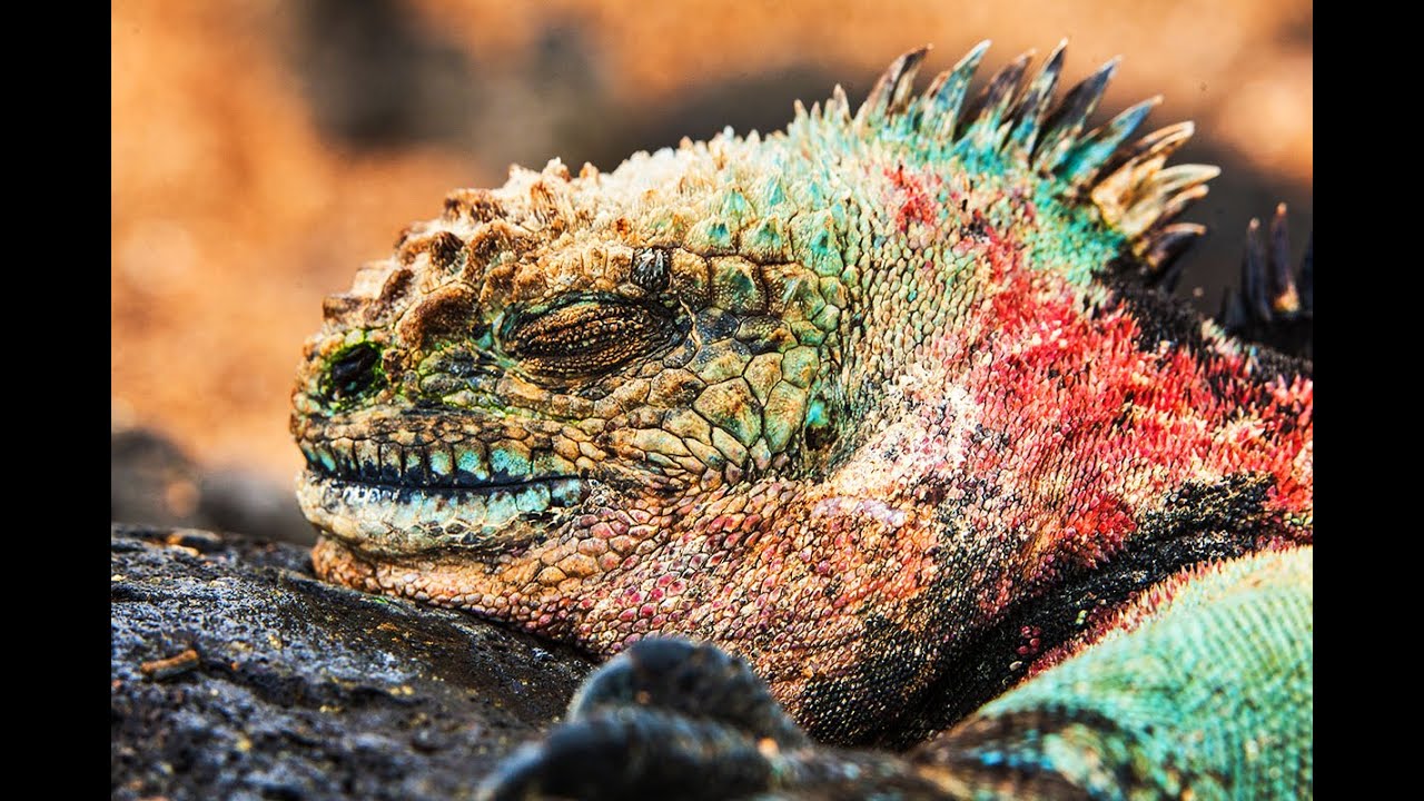 Galapagos Islands- wildlife and landscape
