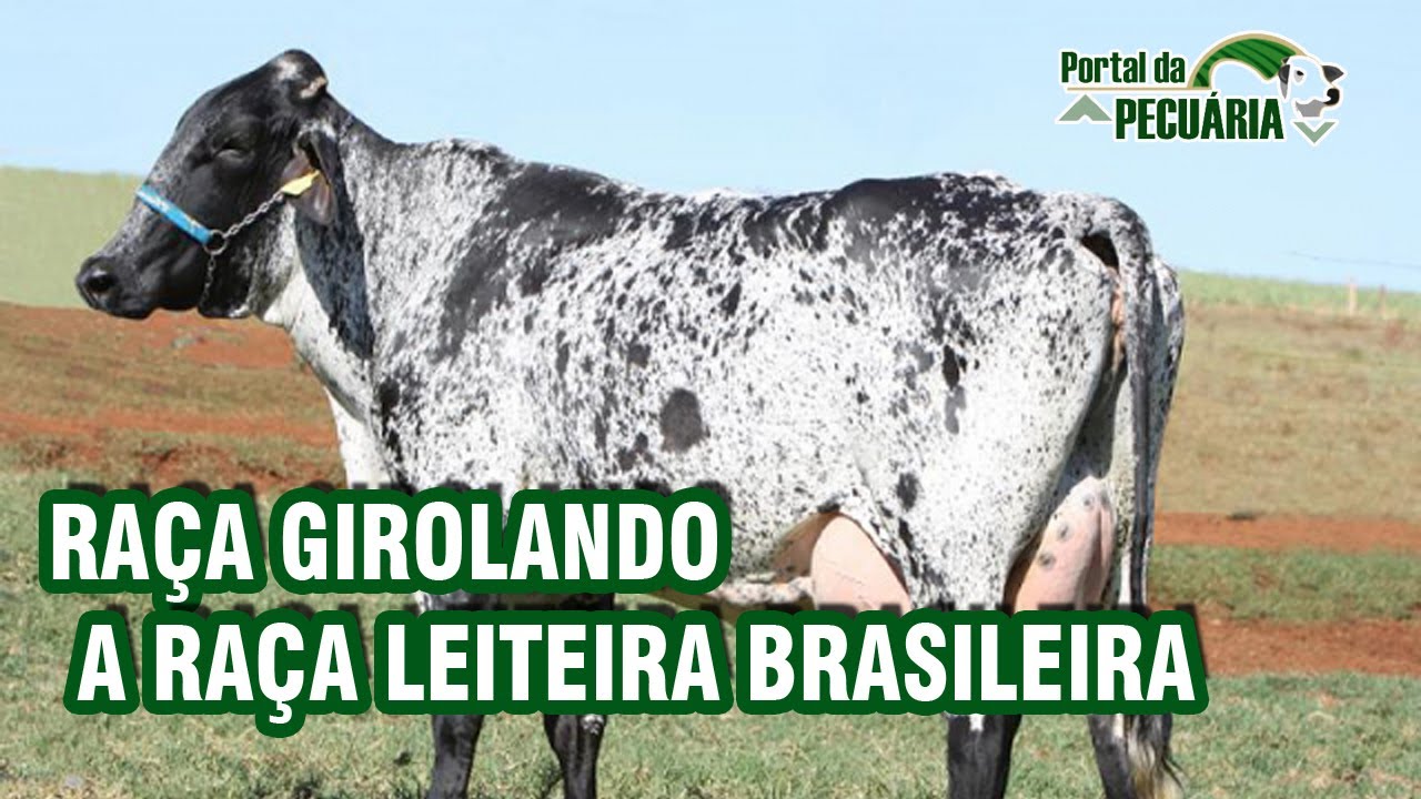 Raça Girolando. A raça leiteira Brasileira