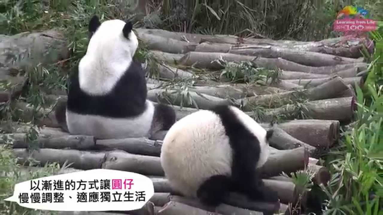 想討奶喝媽咪說NO 圓仔漸進式學獨立 Yuan Yuan is about to Wean her Baby