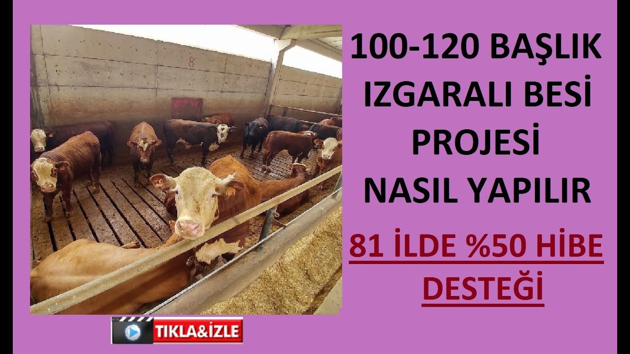 100 - 120 BAŞLIK IZGARALI BESİ AHIRI - 81 İLDE %50 HİBE DESTEĞİ -ÖRNEK IZGARALI BESİ ÇİFTLİK PROJESİ