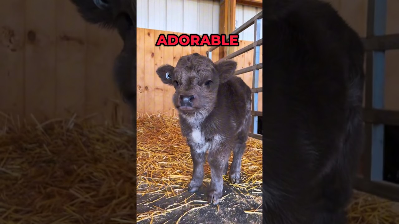 The Cutest Animal In The World: Mini Highland Cows #shorts #highlandcow #animals #cute