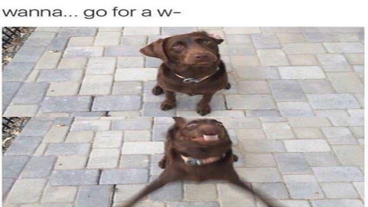 Insane offensive memes but if ylyl 196