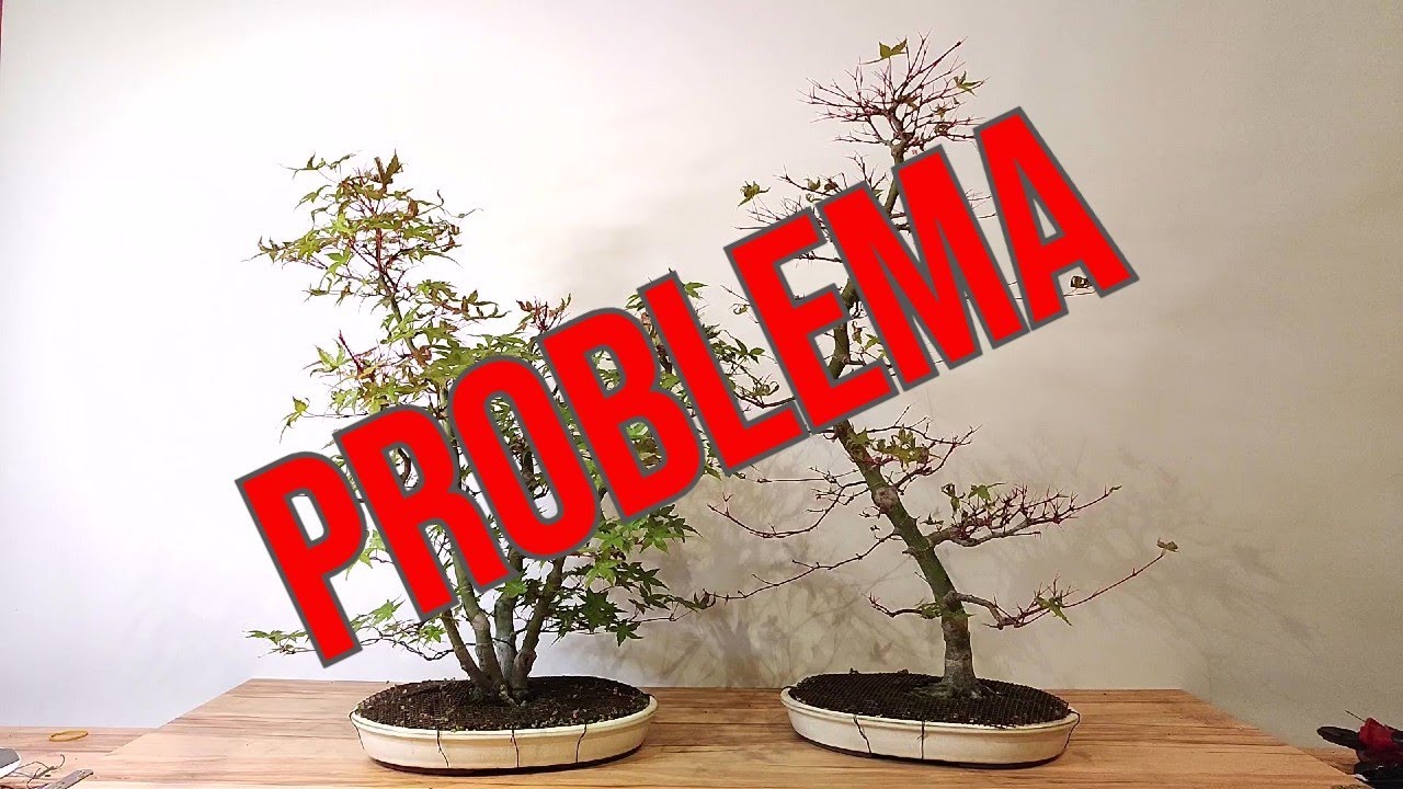 🔝 BONSAI - ¡ESTE ES EL PEOR ENEMIGO DE MIS ARCES PALMATUMS!