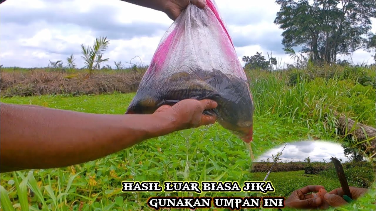 Asli ganas umpan ikan betok memancing ikan sepat siam