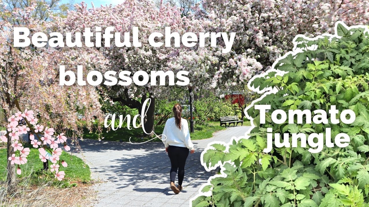 SPRING in NYC 🌸 Cherry Blossoms, Tulips and Urban (Backyard) Garden Update