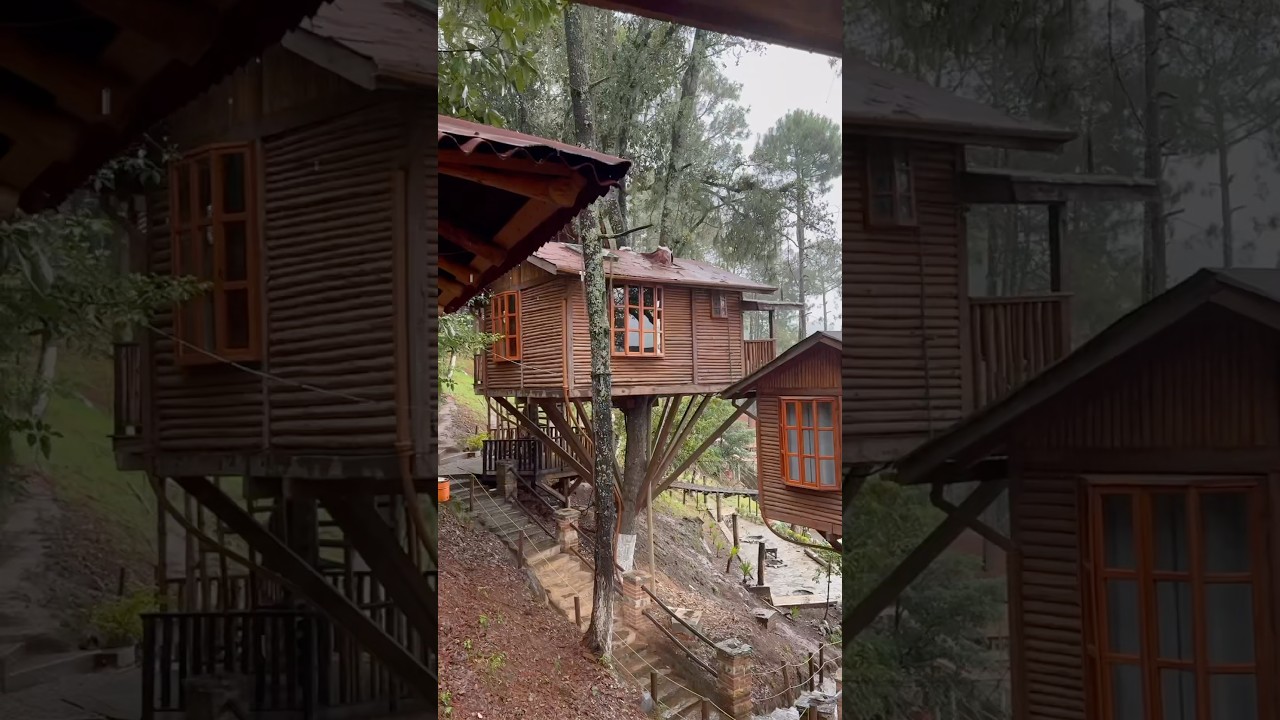 Kali Tree 🏡 #zacatlan #puebla | Raizer @raizerszacatlan 🚗🌳