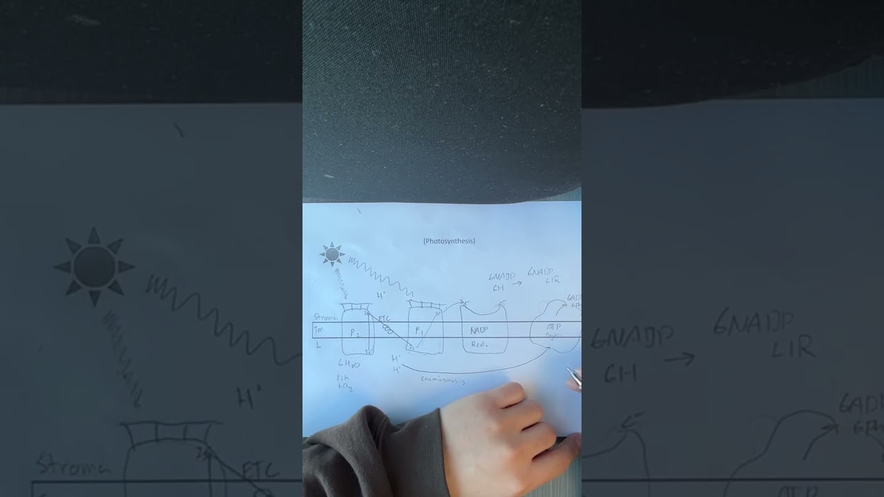 Photosynthesis and Calvin Cycle