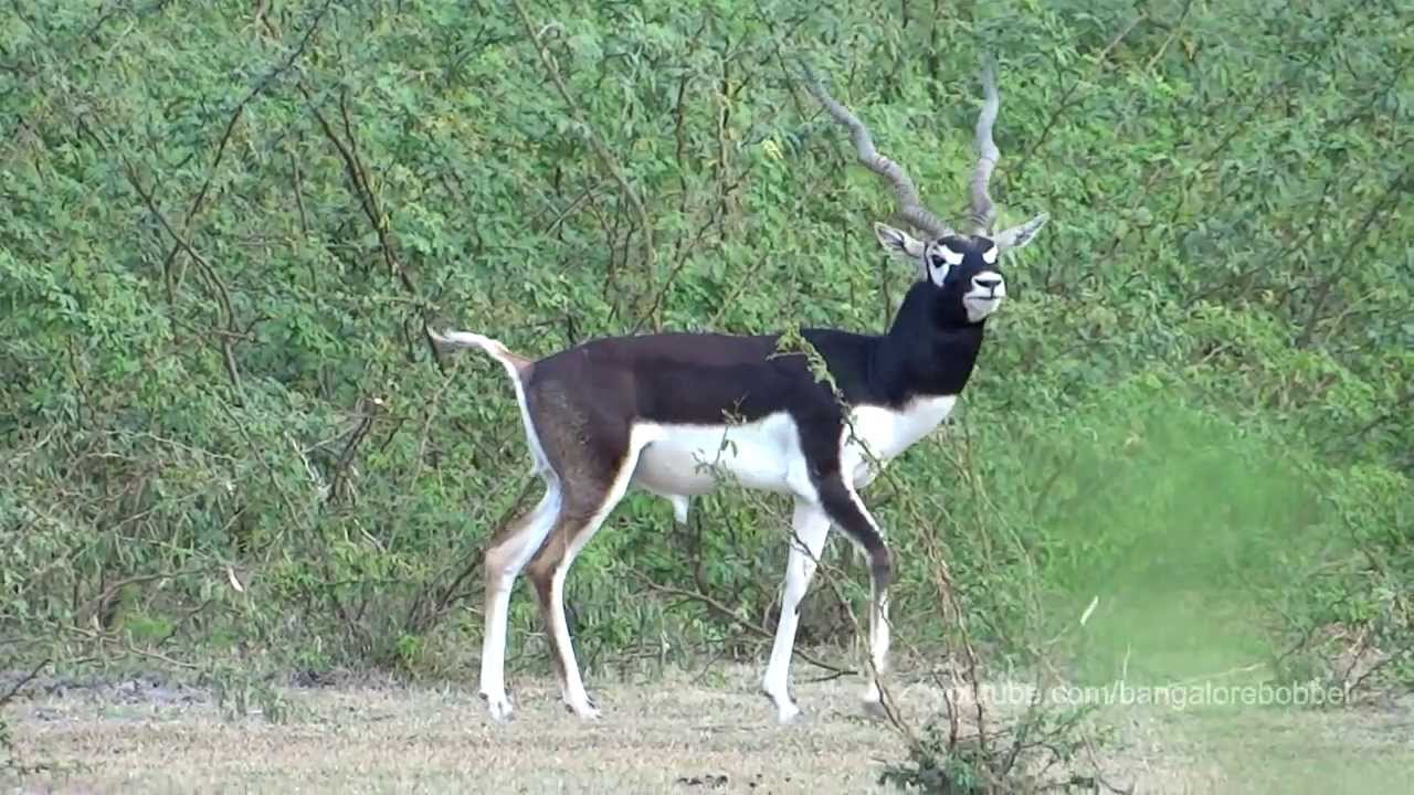 Blackbucks - Antilope cervicapra - Hirschziegenantilope