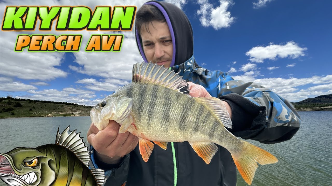 Yakala Bırak Perch Balık Avı...