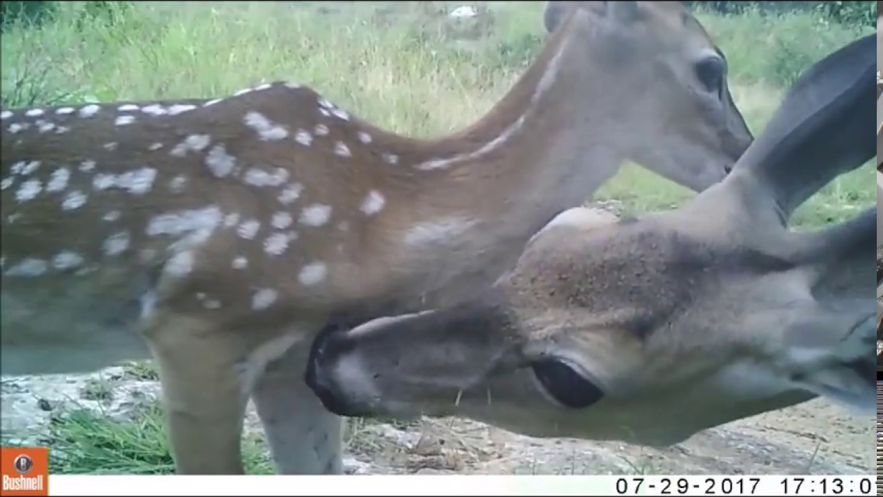 Doe with cactus spines in face