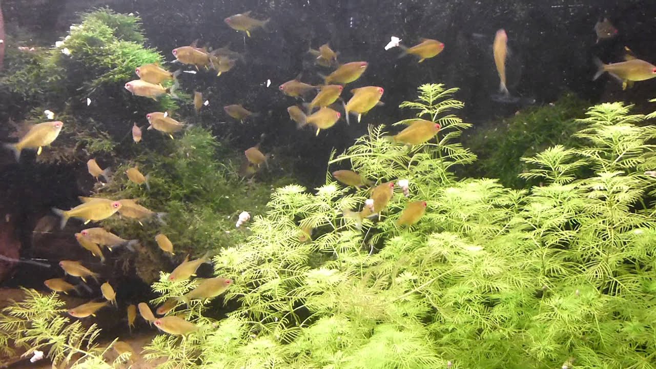 Lemon tetras at ZSL London Zoo