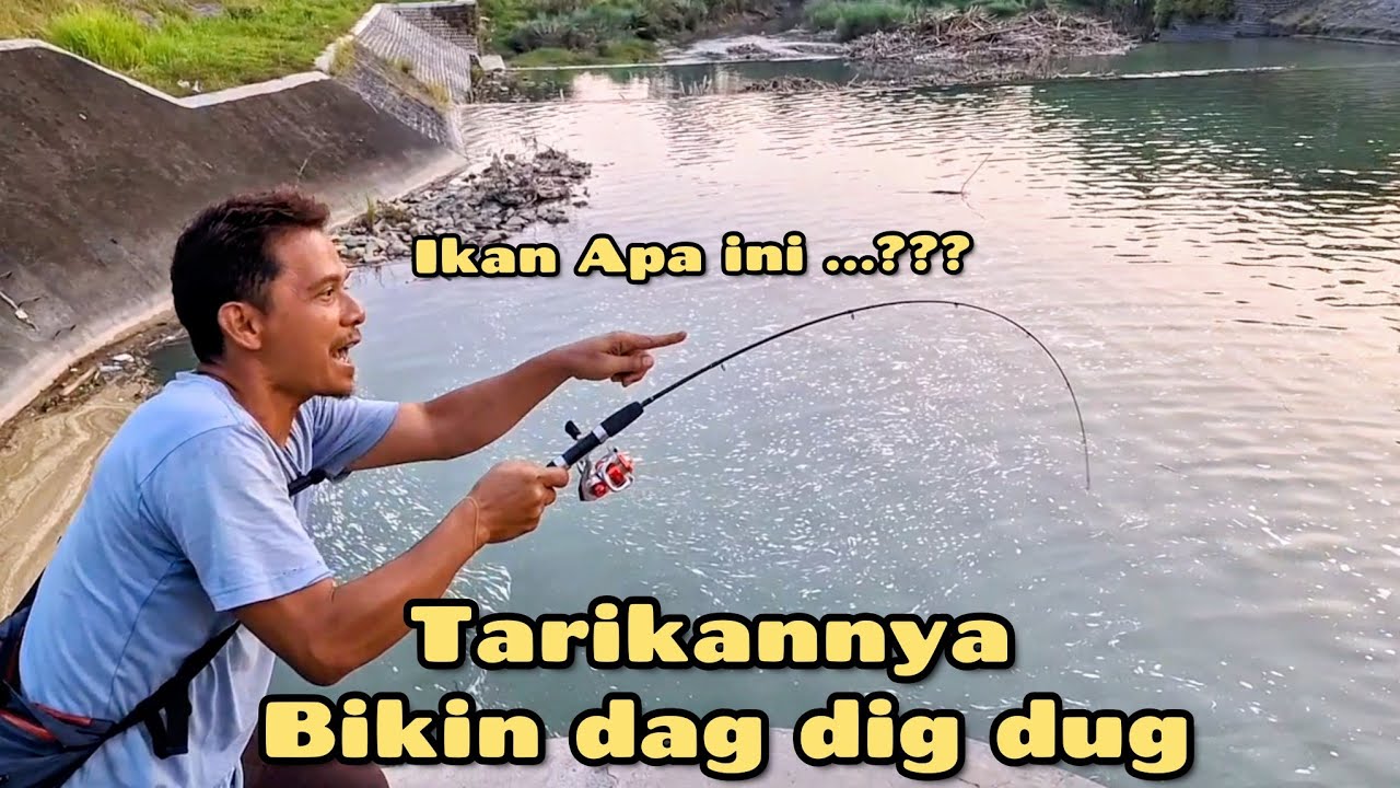 JORAN MELENGKUNG TAJAM DITARIK IKAN BESAR