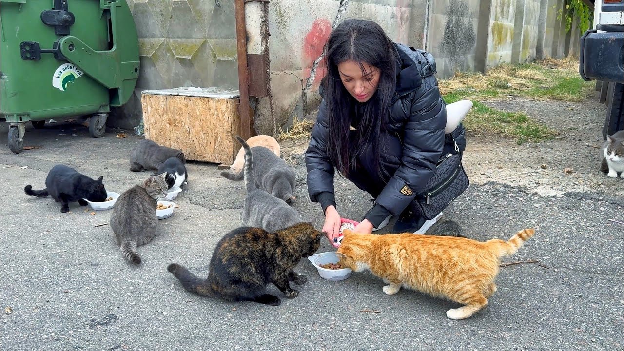 Hungry street cats rushed to the bowls… Our hearts broke at this moment