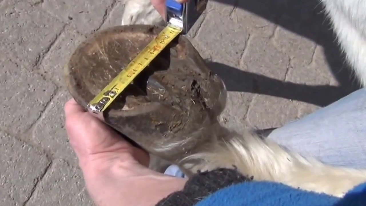 Comment mesurer un sabot pour une hipposandale