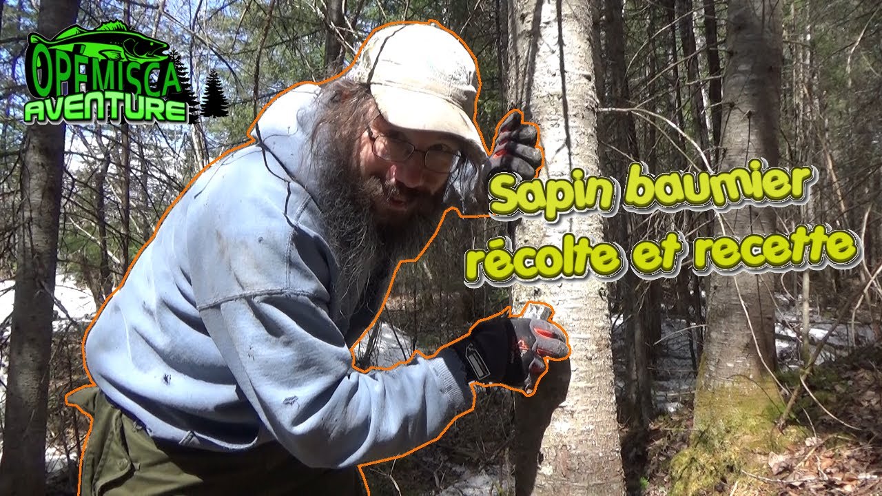 Gomme de sapin - Récolte et recettes, sirop etc!!