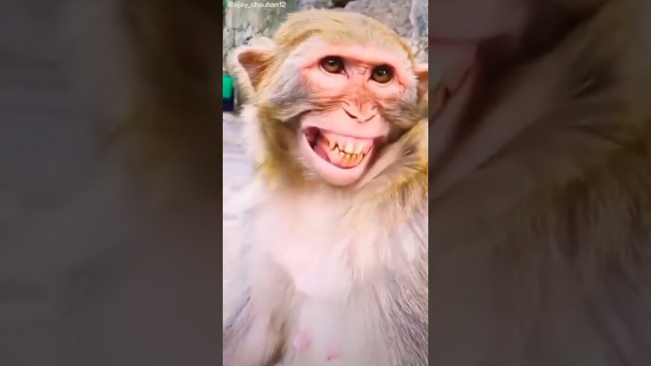 monkey smile 🐵🙊🙈🙉