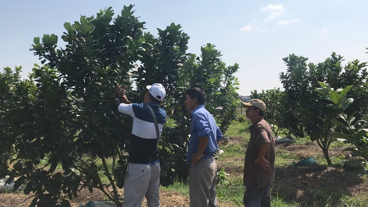 Cắt cành tạo tán Bưởi Da Xanh.