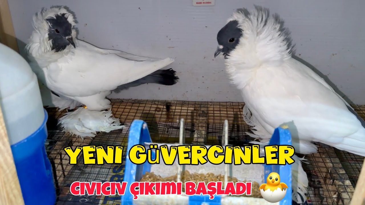 YENİ MOHİKAN GÜVERCİNLERİMİZ 🕊️ KULUÇKA MAKİNESİ CİVCİV ÇIKIMI BAŞLADI 🐣 KUŞLARA DOĞAL ELEKTROLİT 