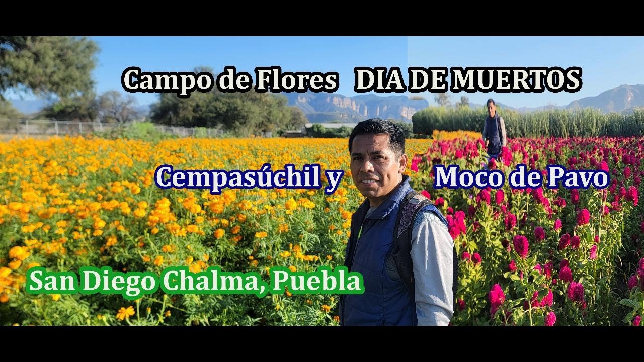 Recorriendo los Campos de Flores SAN DIEGO CHALMA, TEHUACÁN, PUE.