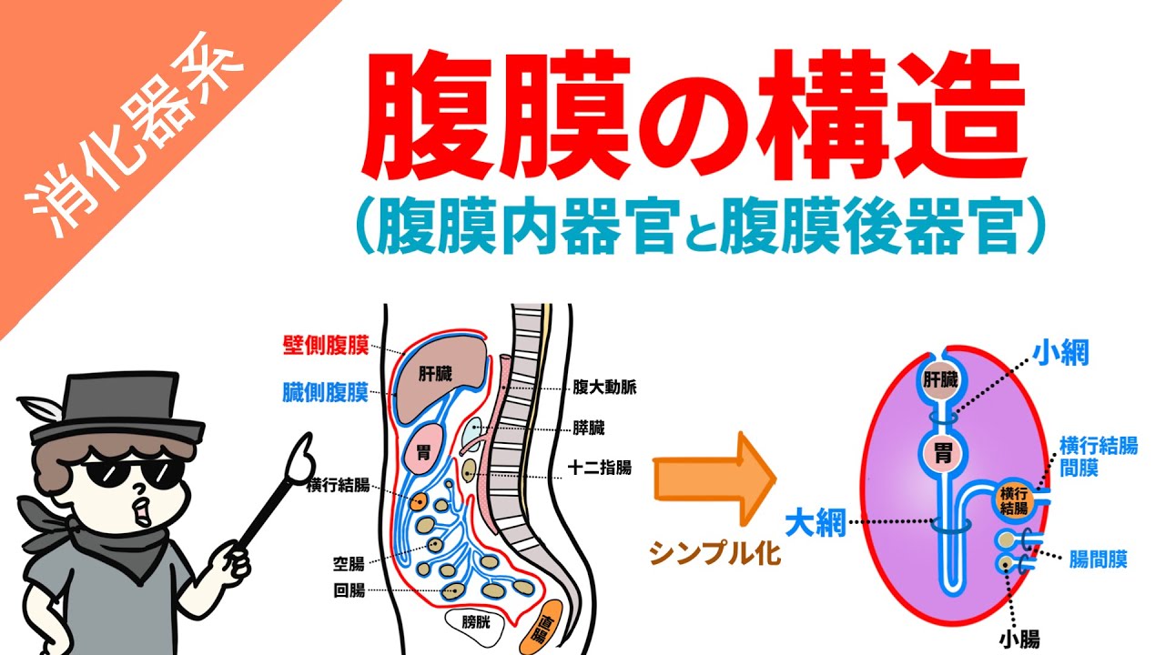 腹膜の構造（臓側腹膜と壁側腹膜）