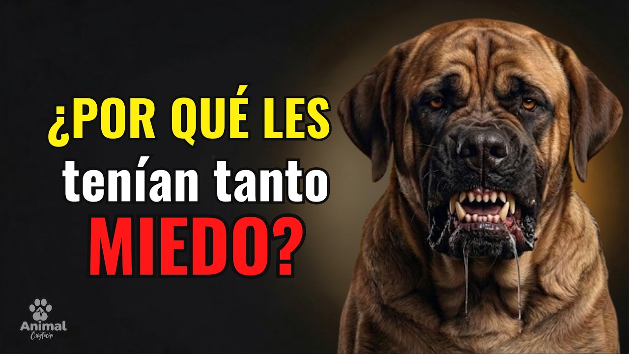 ¿Conocías a estos Perros de la Conquista? Superaban a Cualquier Soldado