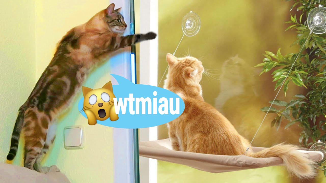 Nuestro gato prueba una HAMACA de ventana 🐱 ¿Le gustará?