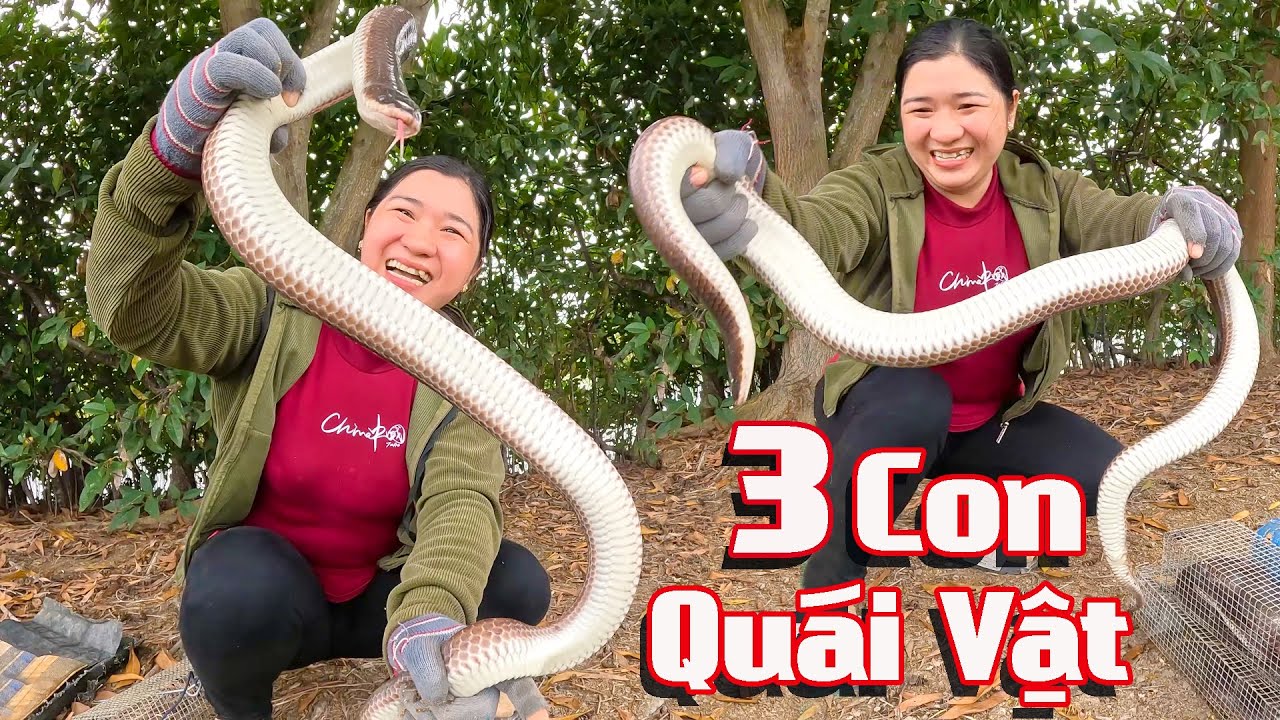 Săn Được Hàng Cực Phẩm Khó Tìm # CSSB # Tập 22