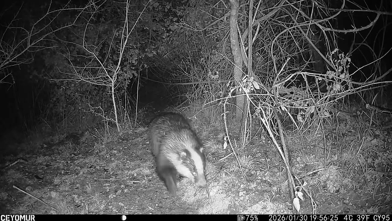 Yard Cam 2 - 30 Jan 2026