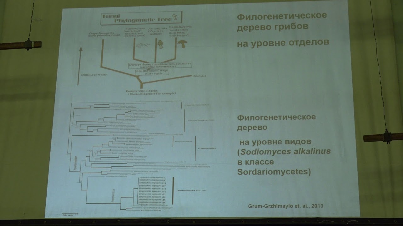 Кураков А. В. - Низшие растения. Микология - 1. Микология - наука о грибах