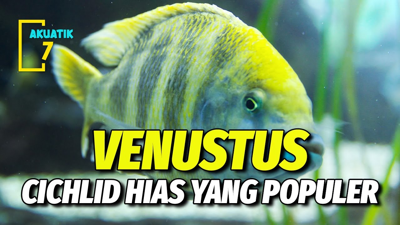 CARA MEMELIHARA IKAN VENUSTUS CICHLID (GIRAFFE CICHLID) | AKUATIK7