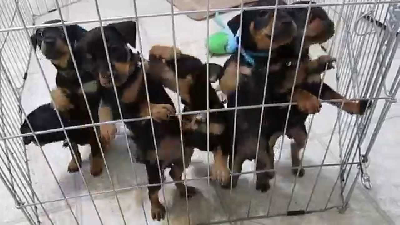 Miniature Pinscher puppies at 6 weeks old.