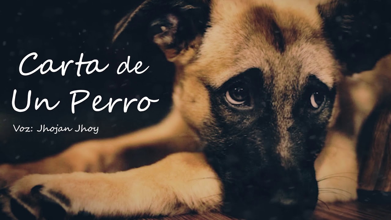 Carta De Un Perro