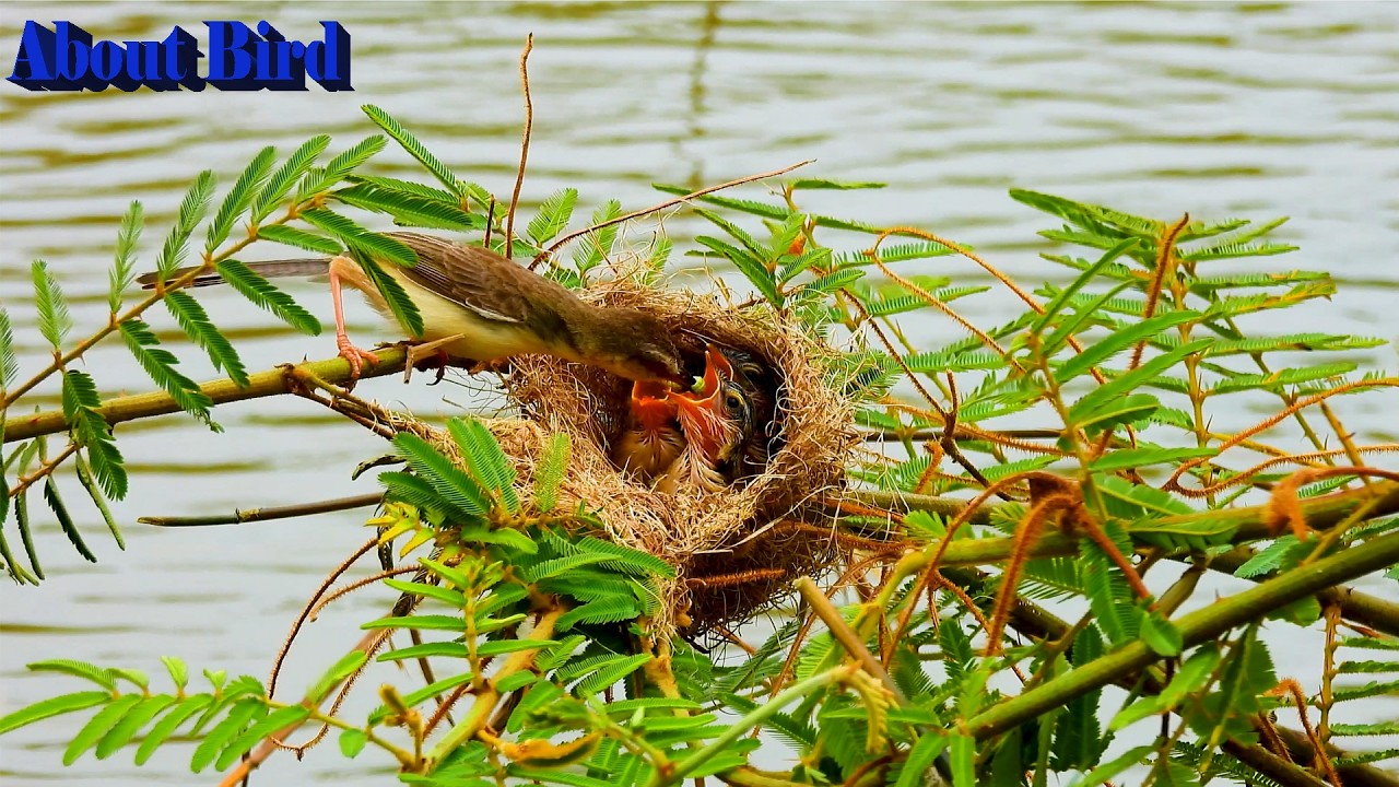 Mother do everything to feed her child Such as this bird hunted insect to feed baby in nest Ep2