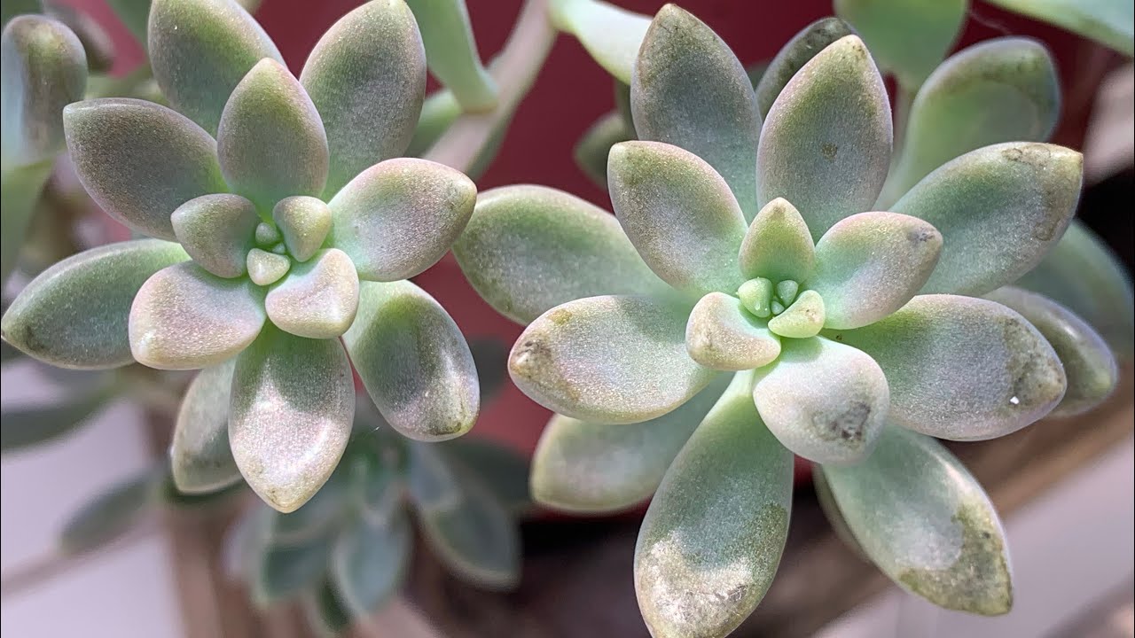 Graptopetalum Mendozae - Dicas de cultivo | Feliz Natal | Bate papo