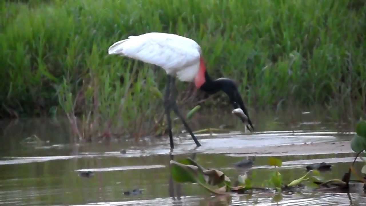 Pantanal - Tuiui&uacute;