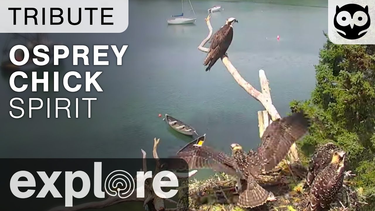 Osprey Chick Spirit - Audubon Osprey - Tribute
