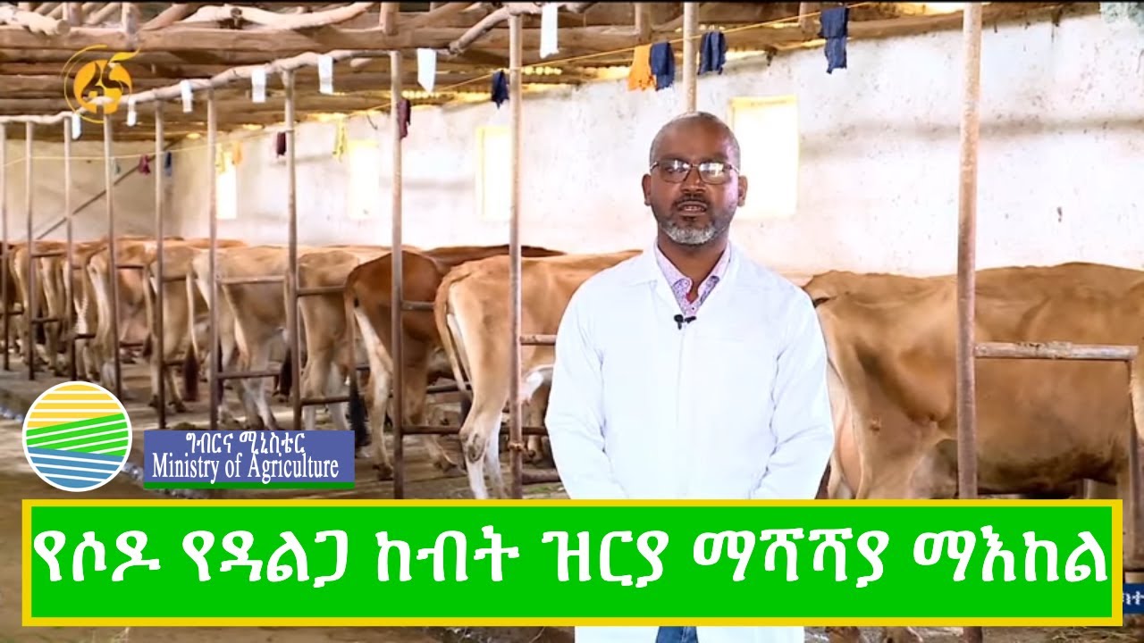 የሶዶ የዳልጋ ከብት ዝርያ ማሻሻያ ማእከል