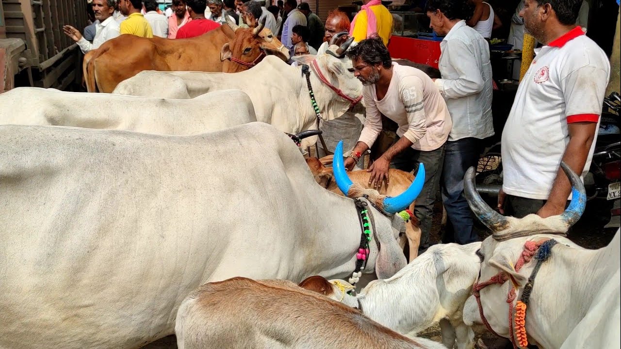 #देपालपुर गाय की कीमत | आज की कीमत #देसी गौ माता #देपालपुर पशु मंडी जिला इंदौर मध्य प्रदेश #depalpur