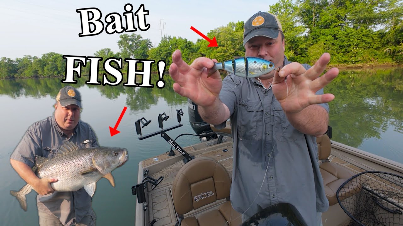 Monster Striped Bass CRUSH FishLab BBZ Bio-Shad Gizzard Swimbait!