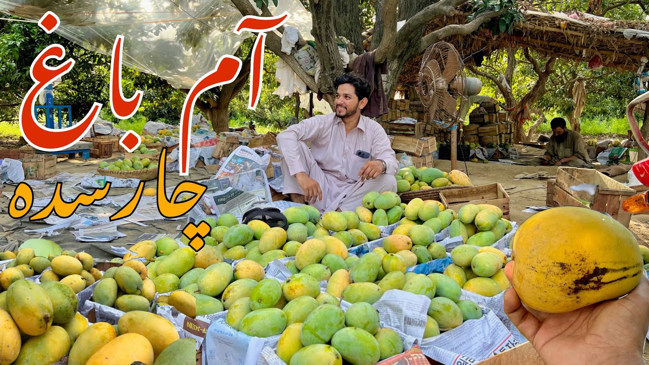 Da Mango Bagh Charsadda Abazai|HammadKhan Vlogs