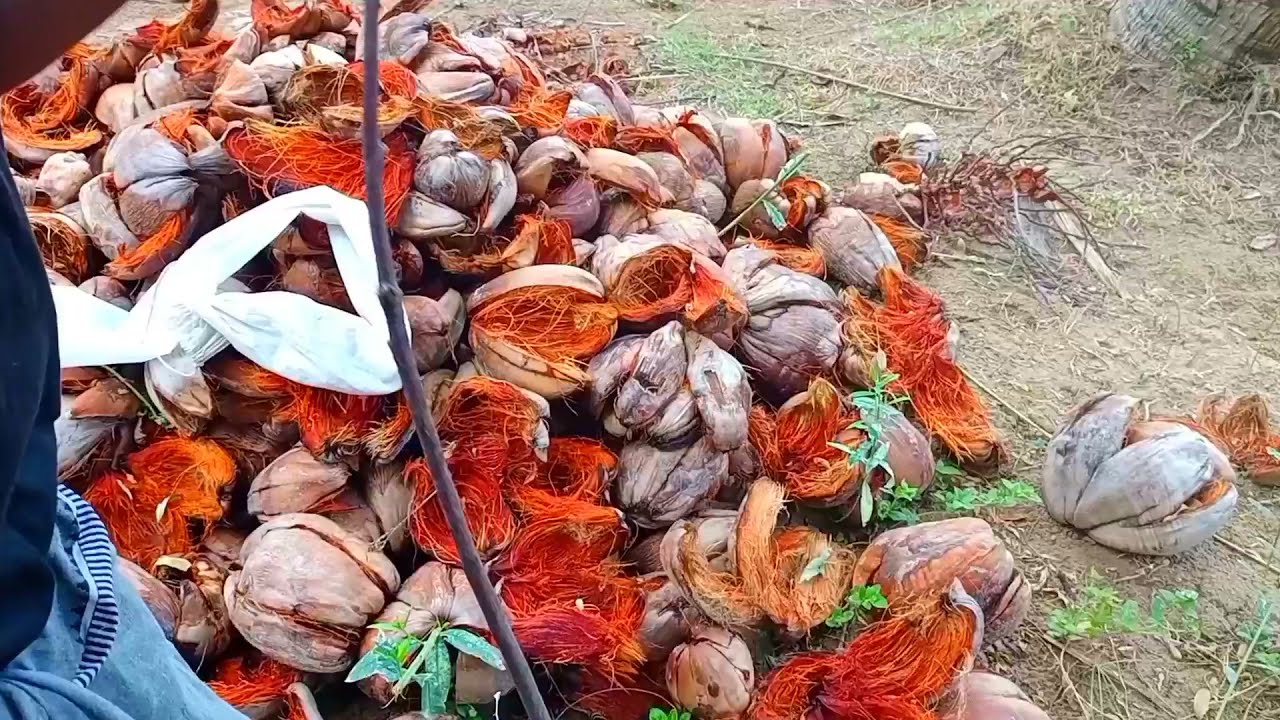 Best Amazing Village Hook Fishing in Rainy Day