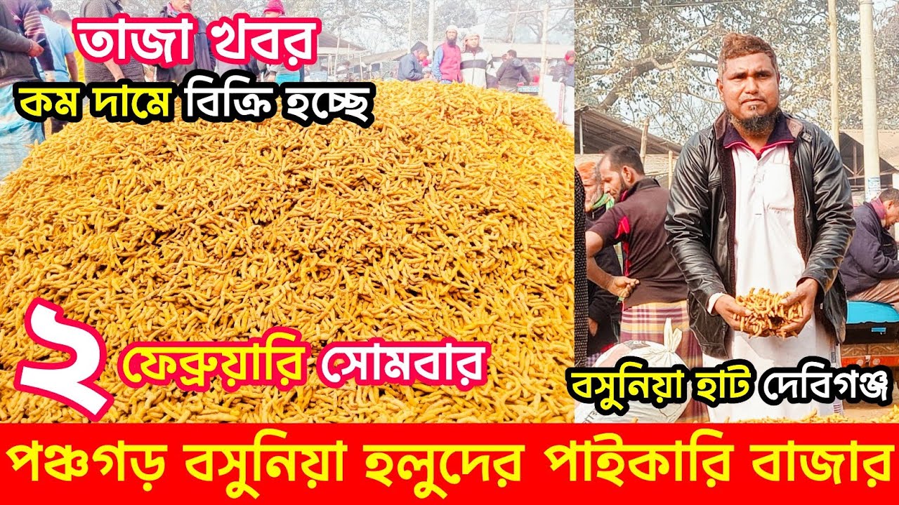 ০২ ফেব্রুয়ারি ২০২৬ | পঞ্চগড় বসুনিয়া হলুদের পাইকারি বাজার | শুকনা হলুদের পাইকারি বাজার 