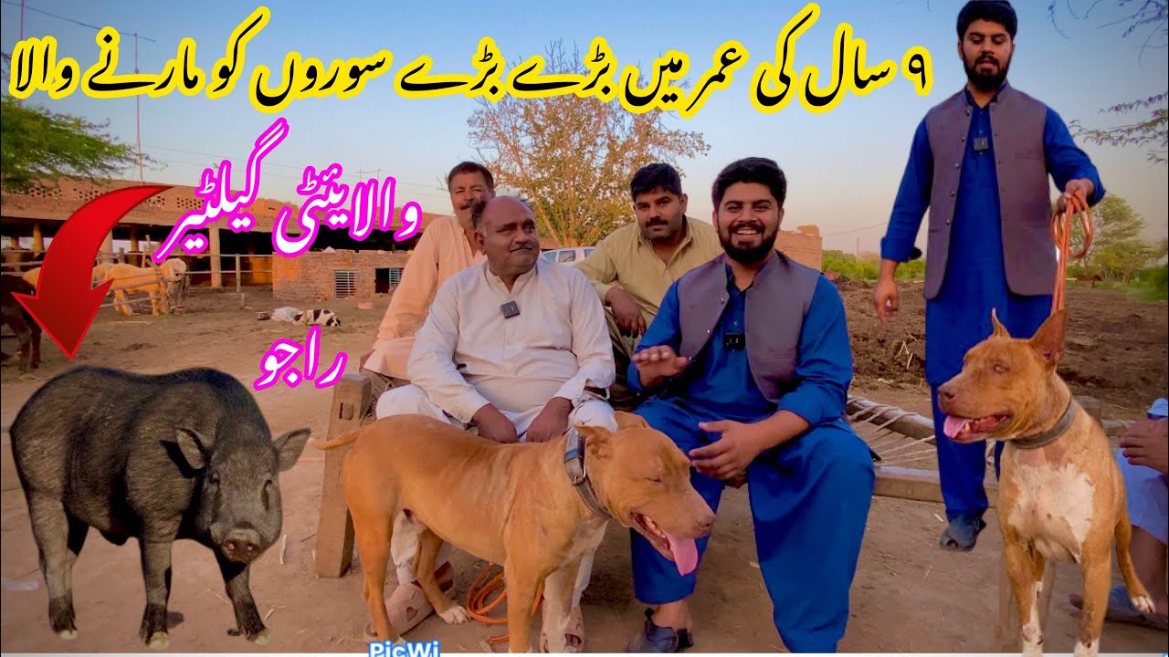 9 Saal ki umer main baray say baray🦏sowaar ko marny wala / Raju Walaiti Gultair / Owner Rana Tari❤️