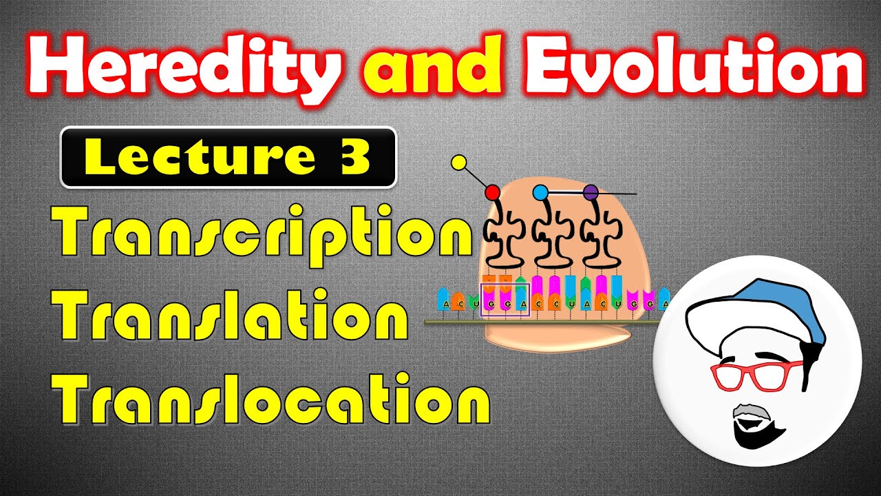 Transcription, Translation and Translocation || Heredity and Evolution Class 10 SSC