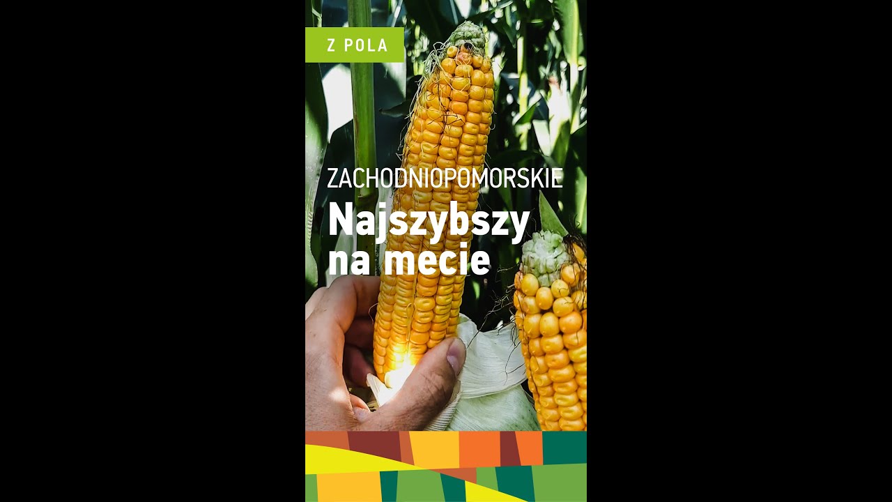 Najszybszy na mecie! Niezrównany w plonie! Kukurydza ES Katamaran | FAO 220