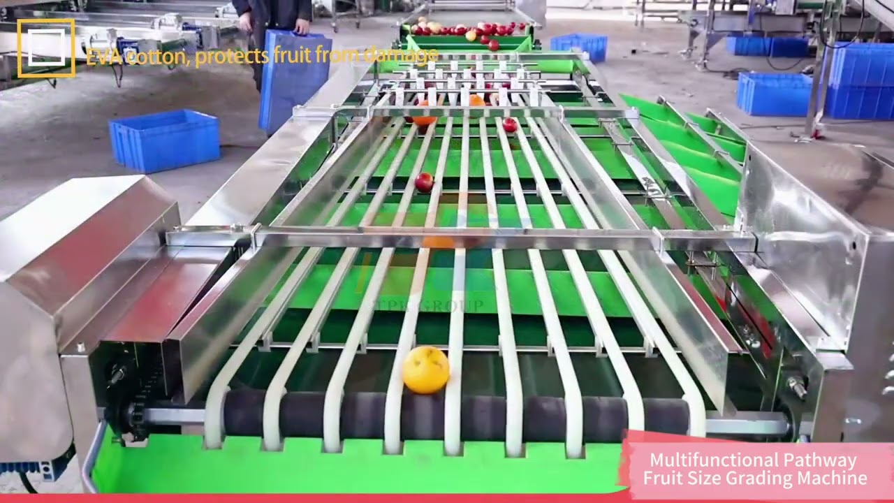 Multifunctional Pathway Fruit Size Grading Machine