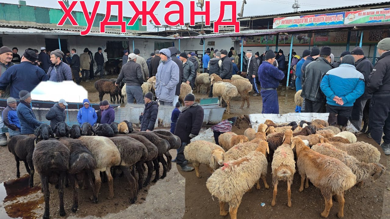 21 февраля 2026 г.НАРХИ ГУСФАНД МОЛБОЗОРИ ХУЧАНД ХУДЖАНД mol bozor 