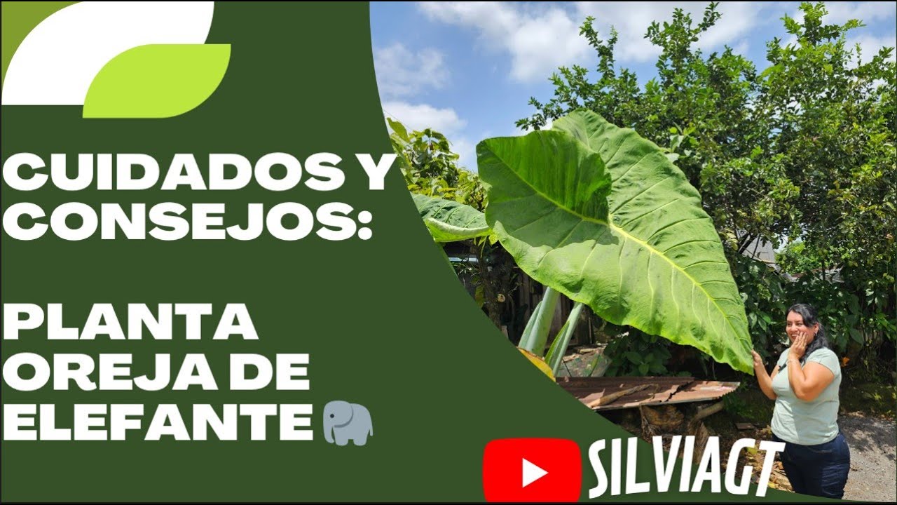 Visitamos el JARDIN DE LOURDES / Planta Oreja De ELEFANTE 🐘 | Cuidados: ALOCASIA o MARQUESA