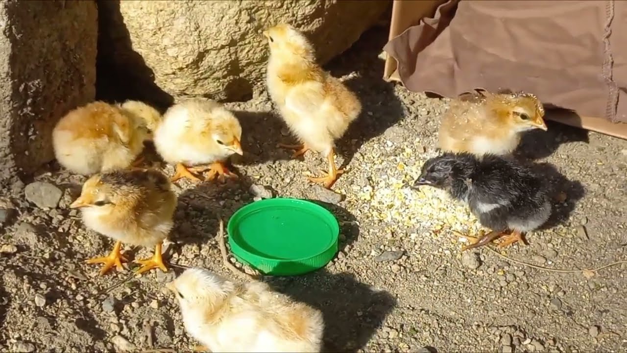 No te pierdas el nacimiento, la ternura y energia de estos pequeñines